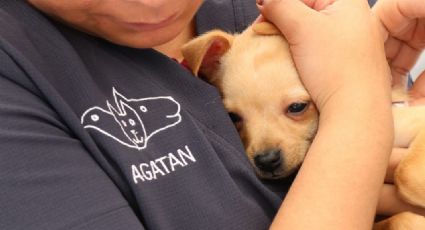 Primero las mascotas: Organizan en Cuautepec, en la GAM, jornada de vacunación para perritos y gatos