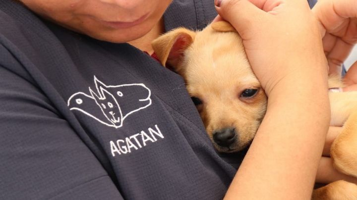 Primero las mascotas: Organizan en Cuautepec, en la GAM, jornada de vacunación para perritos y gatos