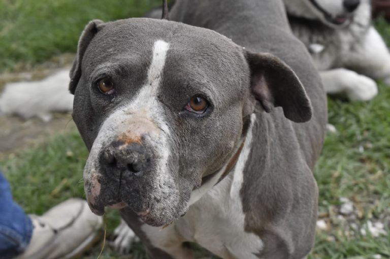 Vacunación de mascotas en CDMX