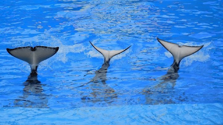 Familia es atacada por un grupo de orcas en el mar de Gibraltar; así sucedió el aterrador momento