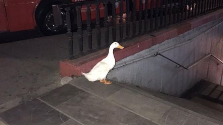 ¿Iba a Pantitlán? Captan a un pato del lago de Chapultepec tratando de ingresar al Metro de la CDMX