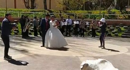 VIDEO: Perrito se hace viral en TikTok por arruinar sesión de fotos; robó el velo de la novia