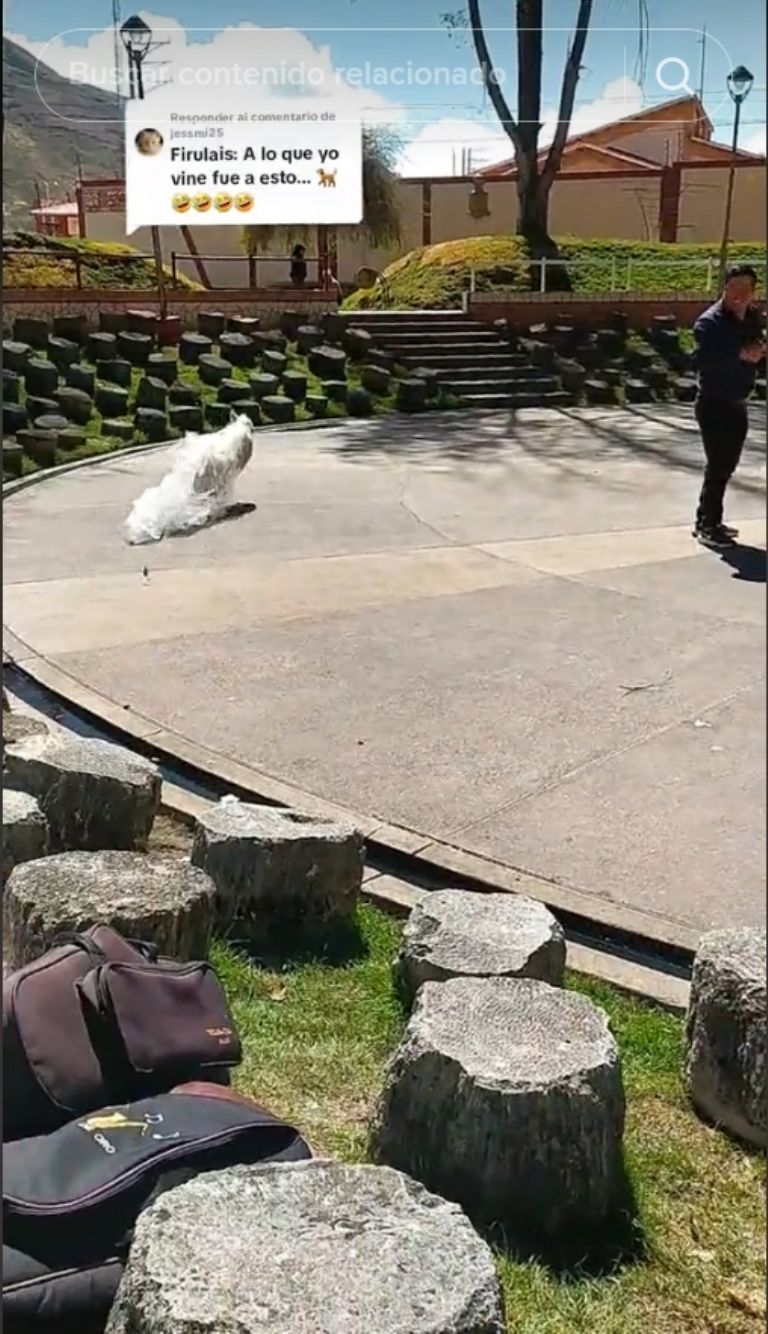 Perrito arruina sesión fotográfica de boda