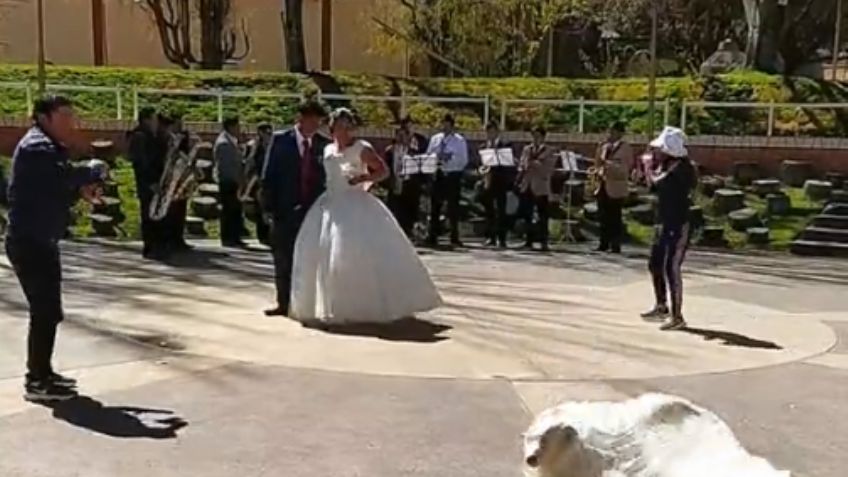 VIDEO: Perrito se hace viral en TikTok por arruinar sesión de fotos; robó el velo de la novia