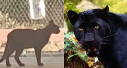 ¡Falsa alarma! Pantera reportada en primaria de Villa de Seris era un gato de gran tamaño