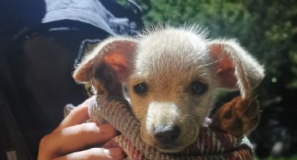 VIDEO: Buscan en redes sociales a sujeto que arrojó a dos perritos a predio abandonado en Milpa Alta