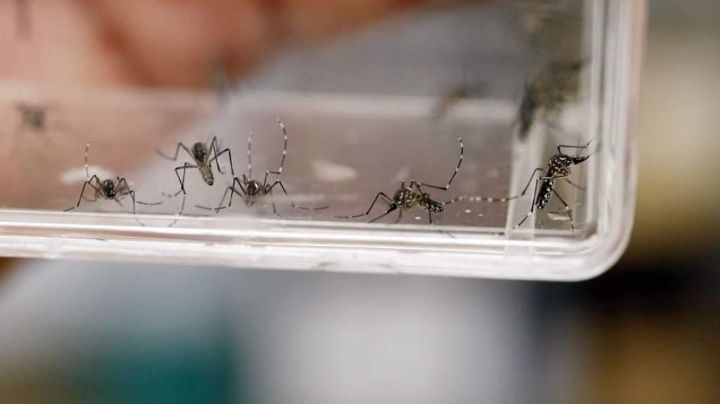 Temporada de lluvias y enfermedades: Alertan en Estado de México por dengue, zica y chikungunyia