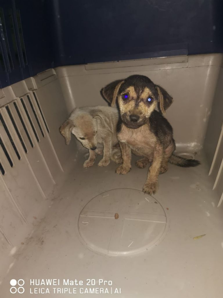 Perritos abandonados en Milpa Alta