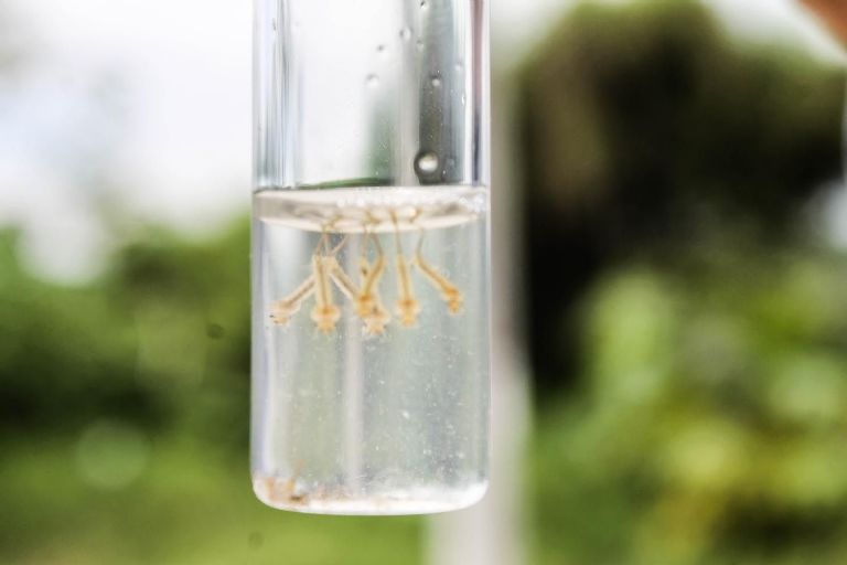 Previenen por Zica y dengue en Edomex