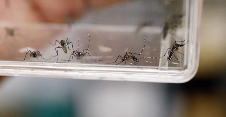 Dengue causa la muerte de dos personas en Región del Mayo
