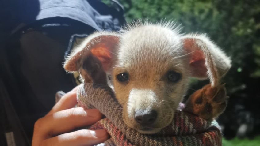 VIDEO: Buscan en redes sociales a sujeto que arrojó a dos perritos a predio abandonado en Milpa Alta