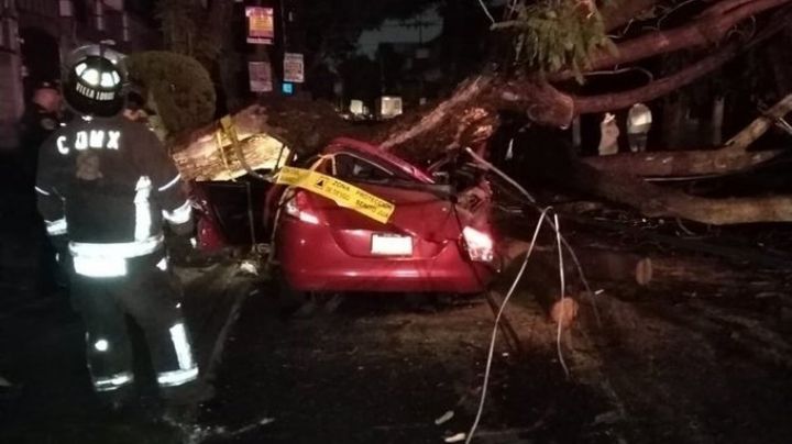 Fuerte lluvia en CDMX provoca caída de un árbol; saldo es de una persona herida y un deceso