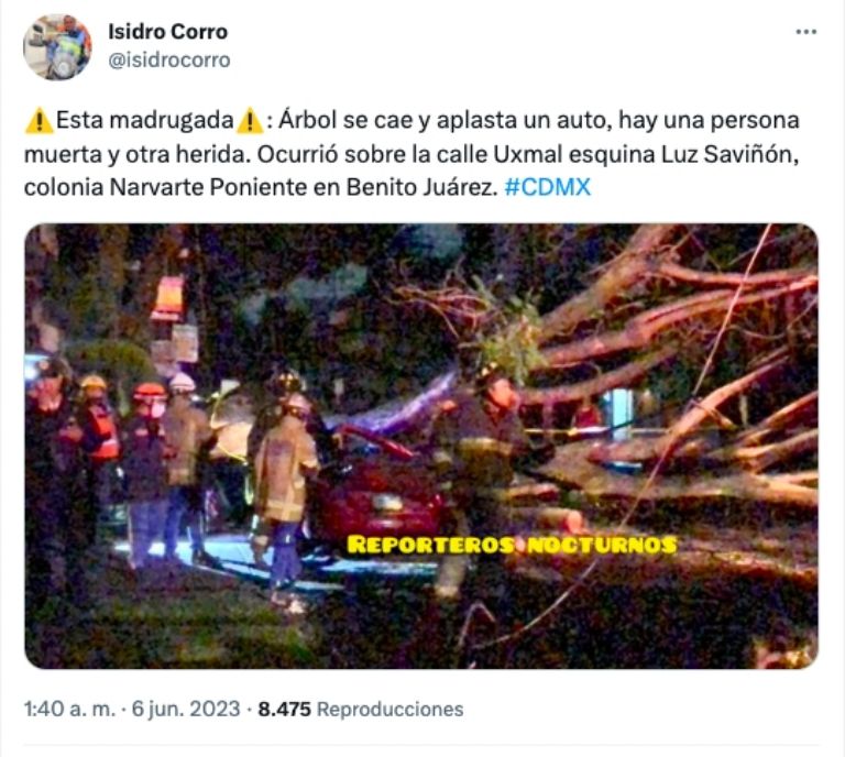 Caída de árbol 