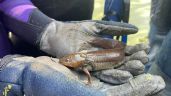 En Tecámac, Estado de México descubren nueva especie de ajolote, sería la segunda única del municipio