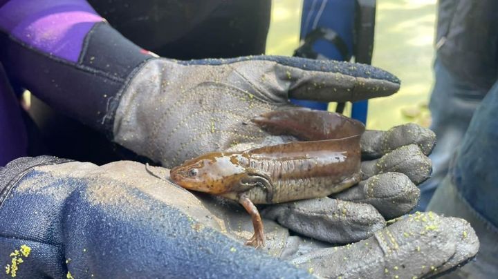 En Tecámac, Estado de México descubren nueva especie de ajolote, sería la segunda única del municipio