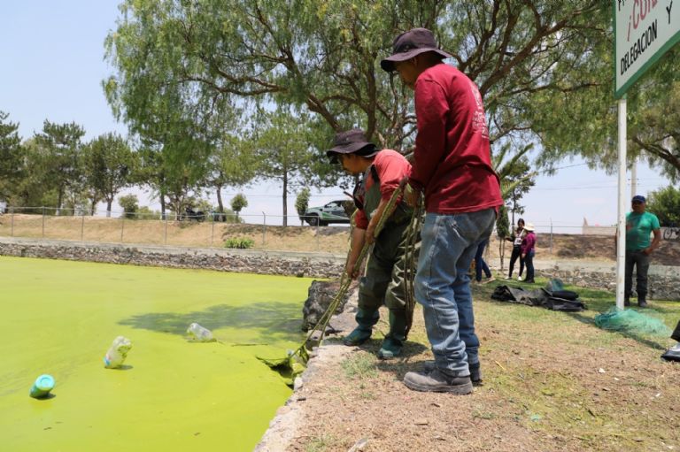 Conservación del ajolote en Tecámac