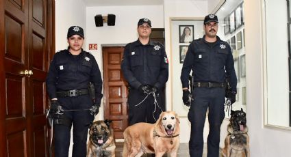 ¡Tendrán nuevo hogar! Ayuntamiento de Hermosillo aprueba adopción de perros policías jubilados