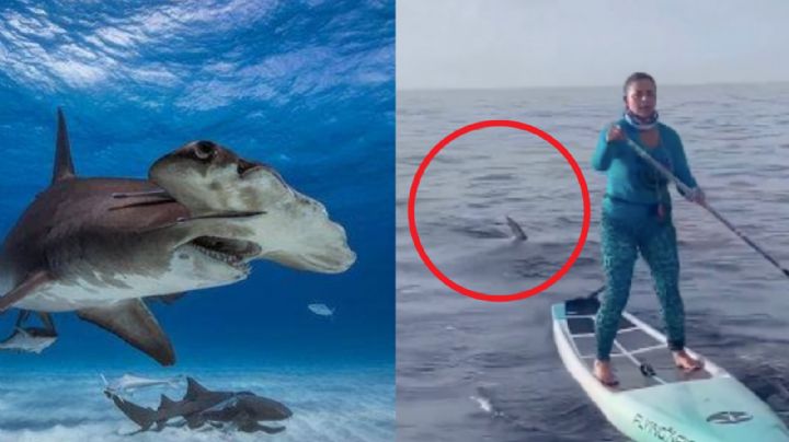 (VIDEO) De terror: Tiburón martillo persigue a surfista en playas de Florida; así reaccionó la mujer
