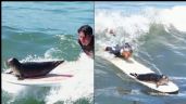 Foca conquista a las redes sociales al montarse en las tablas de surf; su VIDEO se vuelve viral