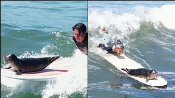 Foca conquista a las redes sociales al montarse en las tablas de surf; su VIDEO se vuelve viral