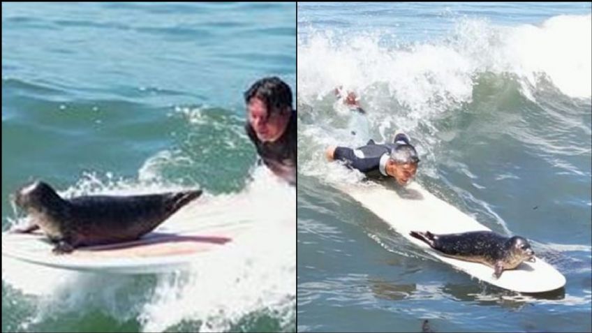 Foca conquista a las redes sociales al montarse en las tablas de surf; su VIDEO se vuelve viral