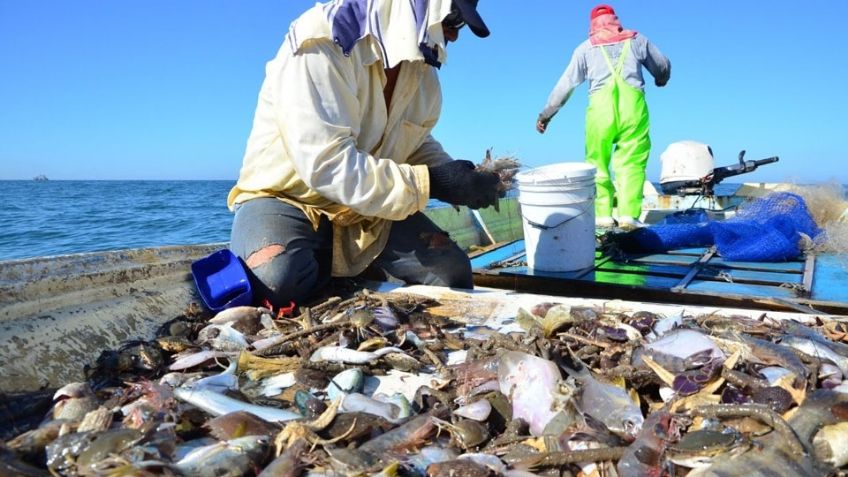 Temporada de jaiba ‘va regular’ en la región Guaymas y Empalme, afirman pescadores ribereños