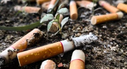De humo a sustento: Transformando tierras de tabaco en líneas de vida
