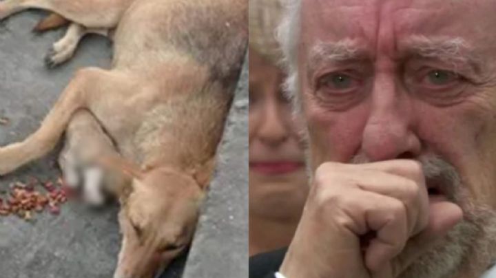 VIDEO: 'Perrita' conmueve a las redes tras no dejar a su cachorro; lo alimentaba pese a estar muerto