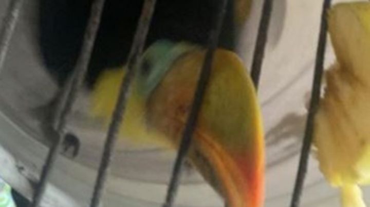 De nuevo en CDMX: Rescatan a ejemplar de tucán en Álvaro Obregón; autoridades lo resguardan