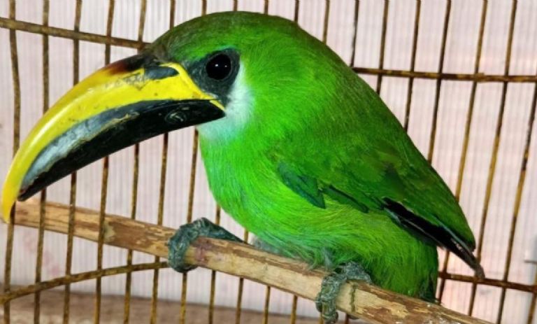 Rescate de Tucán en CDMX