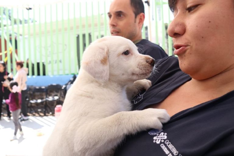 Día Internacional del Perro