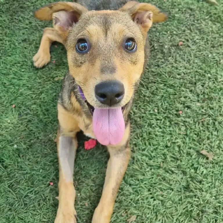 Día Internacional del Perro