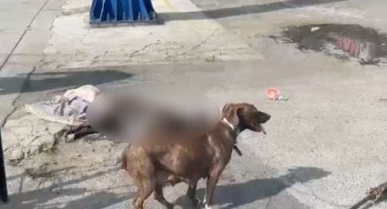 En pleno Día Mundial del Perro, sujeto mata a 'Zeus'; el can defendió a su dueño de ser asaltado
