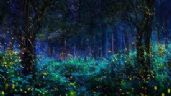 Inicia el Festival de las Luciérnagas en el Estado de México: Un espectáculo único lleno de luces