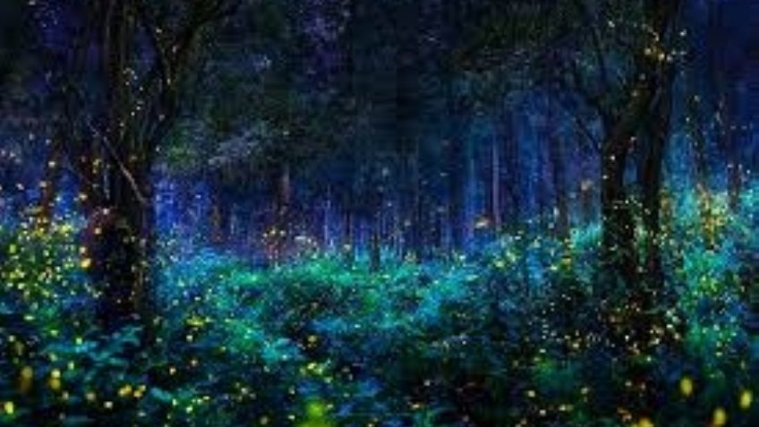 Inicia el Festival de las Luciérnagas en el Estado de México: Un espectáculo único lleno de luces
