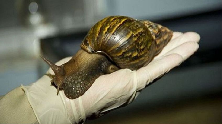Caracoles gigantes encienden las alertas en la UE; son potenciales transmisores de infección cerebral