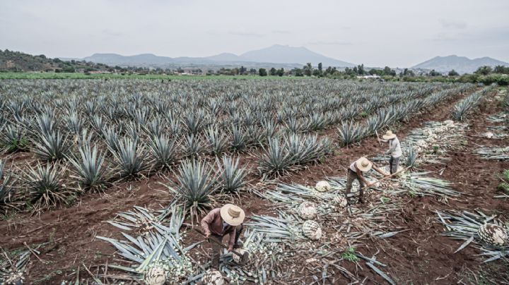 Día Internacional del Tequila ¿Por qué se celebra el 24 de julio? Aprende a reconocer un buen tequila