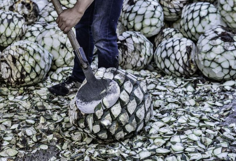 Día Internacional del Tequila