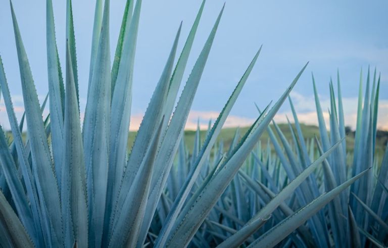 Día Internacional del Tequila