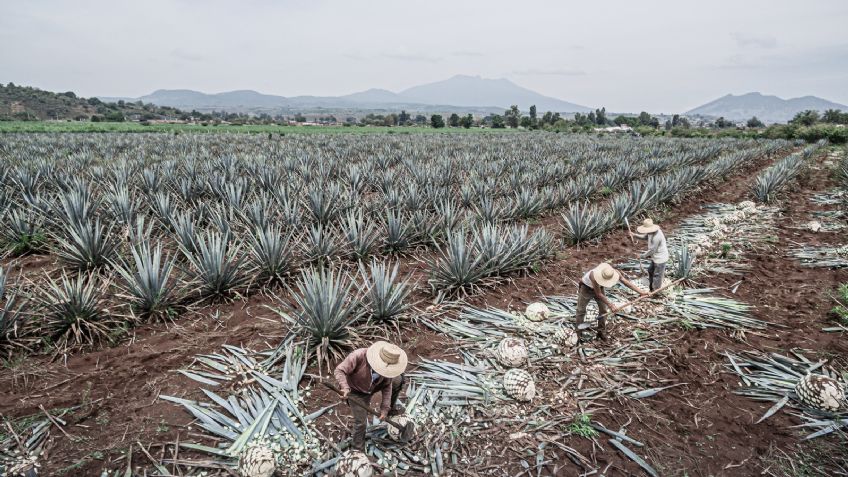 Día Internacional del Tequila ¿Por qué se celebra el 24 de julio? Aprende a reconocer un buen tequila