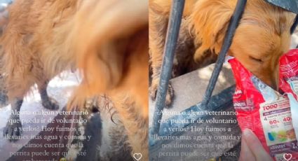 Animalistas piden ayuda para rescatar a pareja de perros Golden Retriever; abandonados en Ciudad Obregón