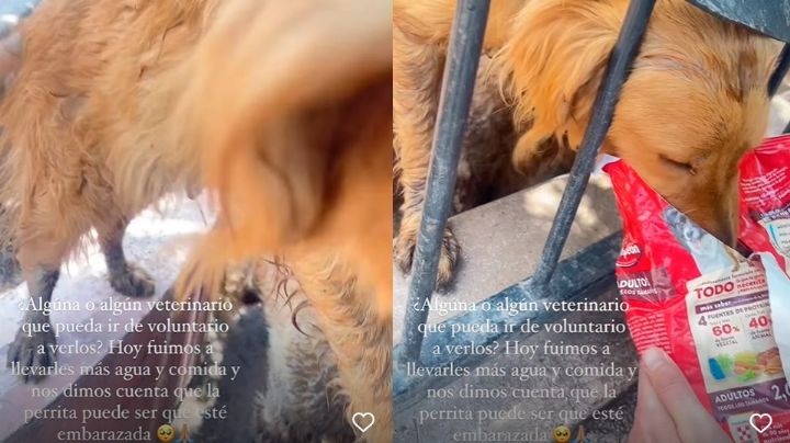Animalistas piden ayuda para rescatar a pareja de perros Golden Retriever; abandonados en Ciudad Obregón