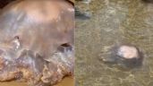 Increíble: Captan a medusa 'alien' en las costas de España; video se hace viral en redes sociales