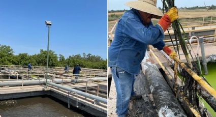 Dan trabajos de limpieza y mantenimiento en la Planta Tratadora de Aguas Residuales Río Mayo