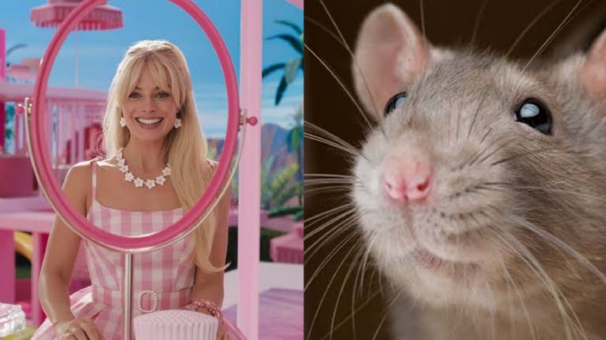 VIDEO: En plena función de 'Barbie', rata entra a una sala de cine y desata pánico entre el público
