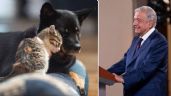 AMLO, a favor de los más inocentes: Promoverá iniciativa para decretar Día contra el Maltrato Animal