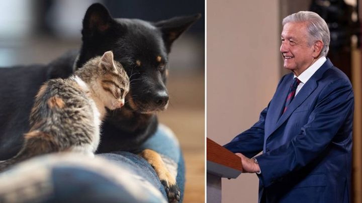 AMLO, a favor de los más inocentes: Promoverá iniciativa para decretar Día contra el Maltrato Animal