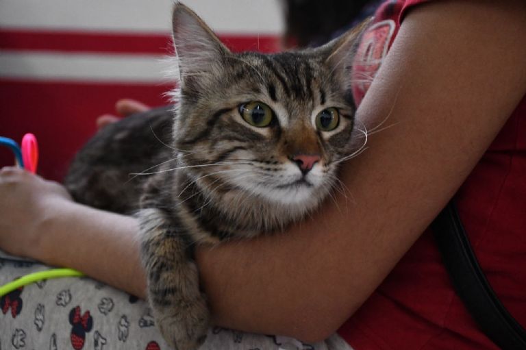 Vacunación de mascotas en Edomex