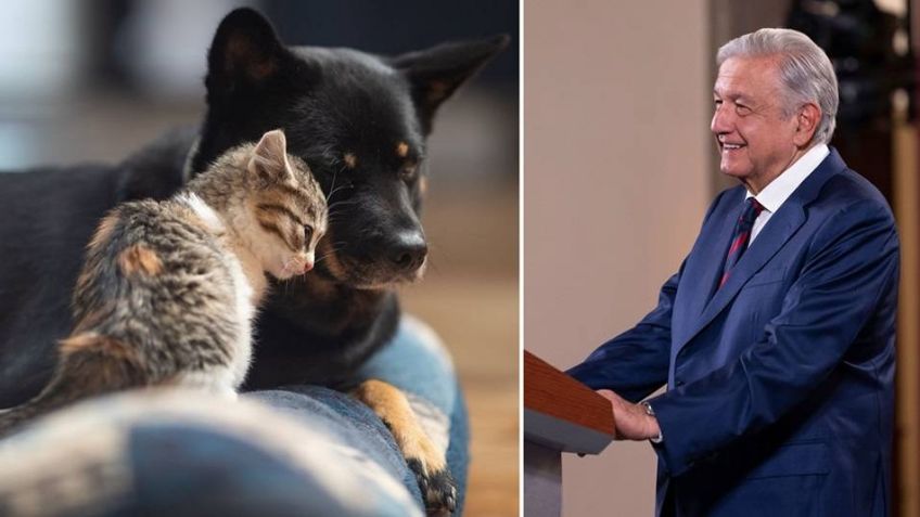 AMLO, a favor de los más inocentes: Promoverá iniciativa para decretar Día contra el Maltrato Animal