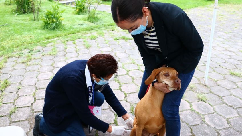 Inicia la mega jornada de vacunación antirrábica en el Estado de México; lleva al perro de tu casa